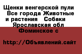 Щенки венгерской пули - Все города Животные и растения » Собаки   . Ярославская обл.,Фоминское с.